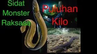 Sidat monster raksasa puluhan kilo