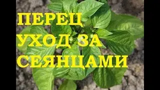 Перец.Уход за сеянцами.