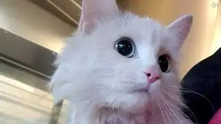 Кошачий десант в аэропорту Москвы