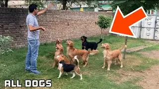Thor sab dogs se mila or fir😱