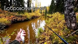 О такой рыбалке мечтает каждый  ч.1  #чебак #мохтик #ручей #рыбалка #рыбалкавсибири