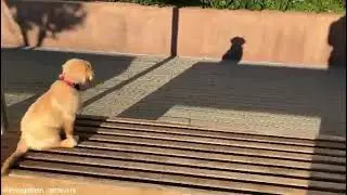 puppy vs shadows are the best videos 😂 (Goldenretriever) #Goldenretriever