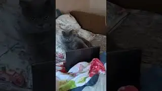 Мечта женщин-,кот айтишник