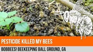 Pesticide Killed My Bees