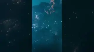Gopro underwater #shorts #shortvideo #viral #reels