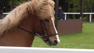 IPZV Turnier Birkenhof 2024, Short Mix, Icelandic horse tournament, David Garrett