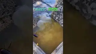 Corn, Roaches and a BLOCKED DRAIN 