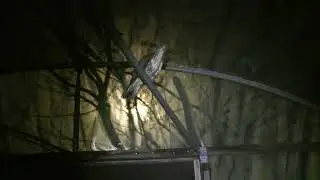 Buzzard gets stuck in a polytunnel