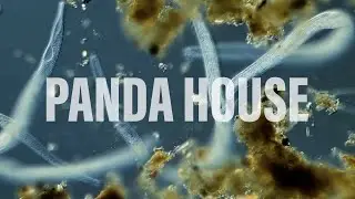 Panda House - 