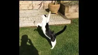 Alfie & Charlie Go Wild for Da Bird