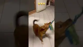 Dancing dog😂😂😂 