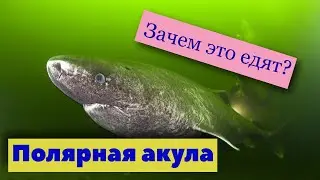 Хакарль. Ферментированная акула  | Как это сделано