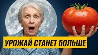 🌙 ЛУННЫЙ ПОСЕВНОЙ КАЛЕНДАРЬ 2026: Когда сажать, чтобы завалило урожаем?