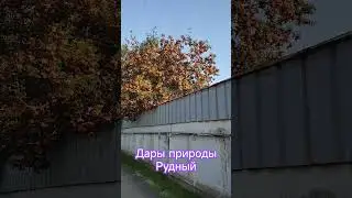 Рудный. Дары природы. #алекс_юстасу #улицыгорода