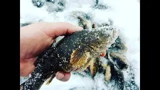 Ловля ротана по первому льду
