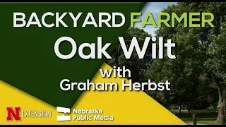 Oak Wilt