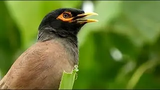 Wildlife Wild Birds chirping singing jointly | Most Beautiful Birds conversation sounds 4k
