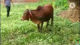 kurbani cow viral video 2023