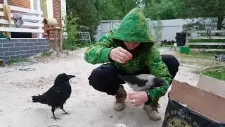 Как кушает ворон