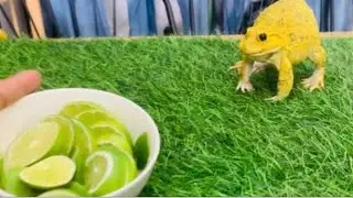 Funny frogs vs lemon 🍋 / screaming frogs funny videos