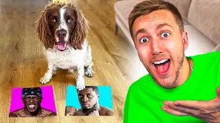 DOG PREDICTS KSI FIGHTS!