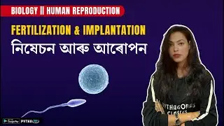 Human Reproduction || Fertilization & Implantation || Biology