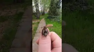 Майский Жук  учится летать ))