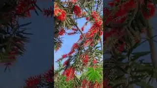 bottle brush
