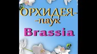 ОРХИДЕЯ-ПАУК  BRASSIA