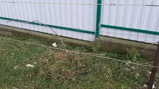 Виноградник новичка. Результат после 2-х  летней посадки.