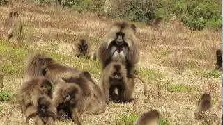 Gelada Monkeys 7, Simien Mountains NP, Ethiopia