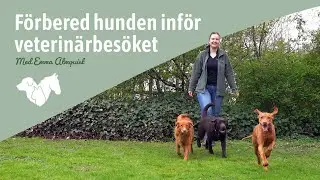 Förbered hunden inför veterinärbesöket