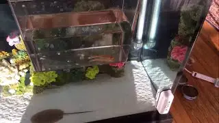 How to Acclimate Freshwater Fish