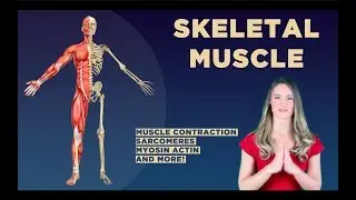 Muscle Contraction: Skeletal Muscle