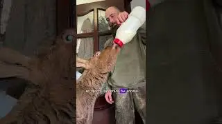 Артур и его лоси