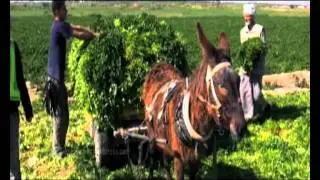 Occupation in all the languages ​​of the world By Emad Badwan 2011.avi