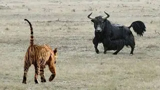 Этот Огромный Бык Встретил Тигра! Вот Что Было Дальше.....