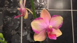 Taisuko Jasper - an orchid of rare beauty, How to make it bloom?))))))