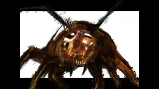 infestation