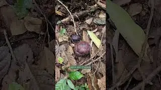 Самый большой цветок в мире 