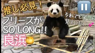 【良ママ推し必見🍯✨】終始かわいい😍良ちゃんのフリーズが記録的長さだったw🕰️【お母さんパンダ】Giant Panda -Rauhin-