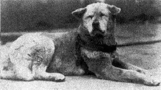 The 10 MOST LOYAL Dogs in the World