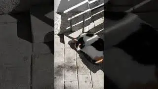 домик отдельно, кошечка отдельно  #шортс #море #котики
