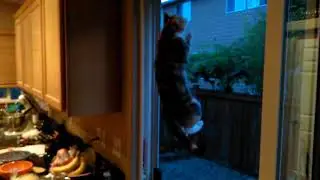Spider cat