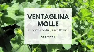ALCHEMILLA MOLLE - VENTAGLINA MOLLE - Alchemilla mollis Rosaceae