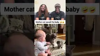 Lessons in Conflict Resolution… From a Cat 😂 