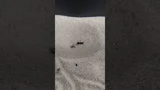 Ant lions are clever savages!