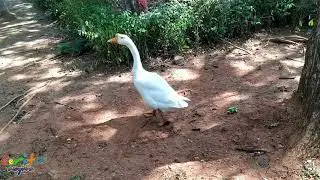 NGIKUTIN BEBEK DARI BELAKANG SAMPAI MAU DISODOK
