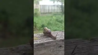 две улитки 