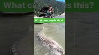 Giant creature in the lake 😱😱 Debunked 🥴